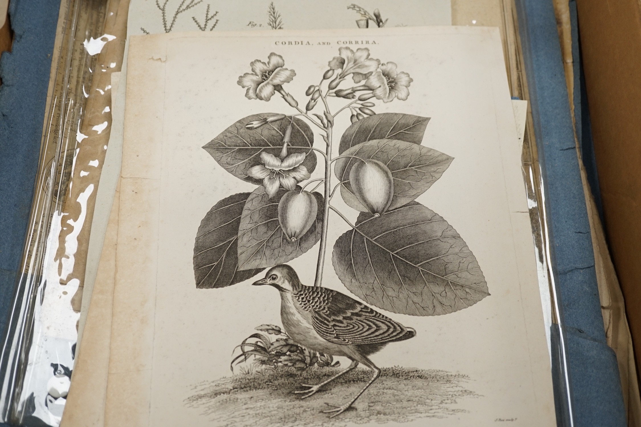 A collection of 18th century and later engravings, various subjects including botany, together with a folio of drawings, mostly art school figure studies from the 1950's